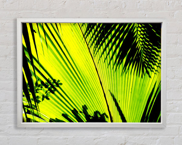 Lime Palm Tree