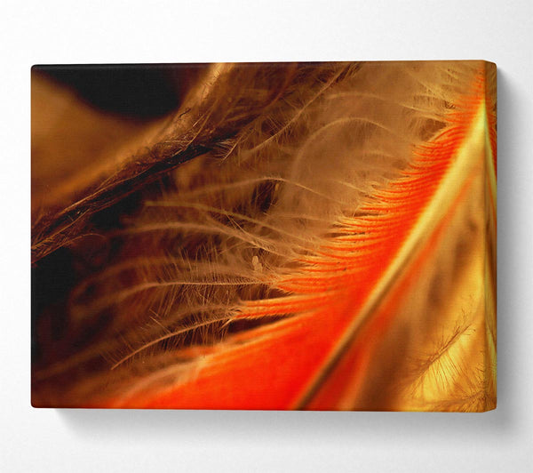 Orange Feather Macro