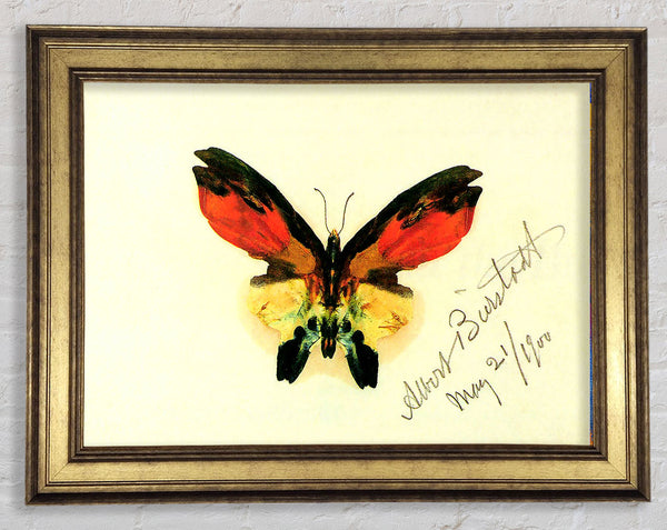 Bierstadt Butterfly 2