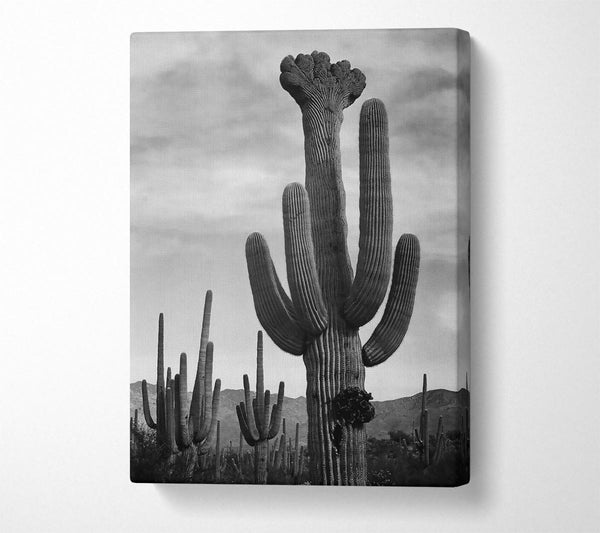 Ansel Adams Cactus In Saguaro National Monument In Arizona B n W