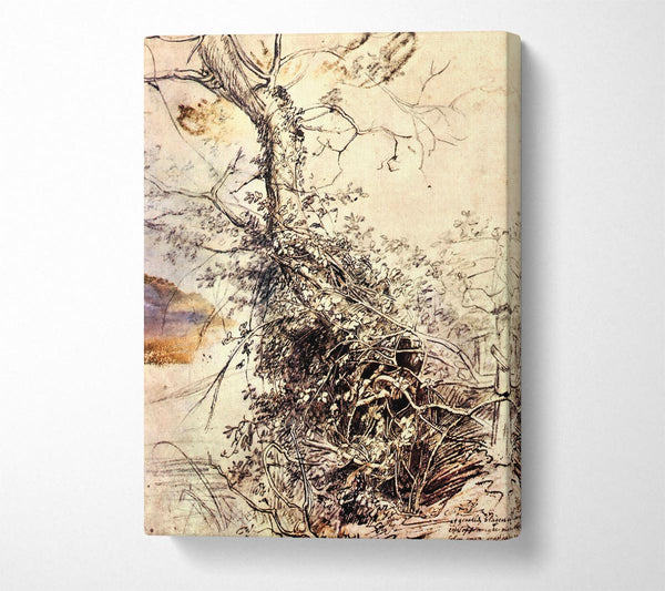 Rubens Study Of Tree