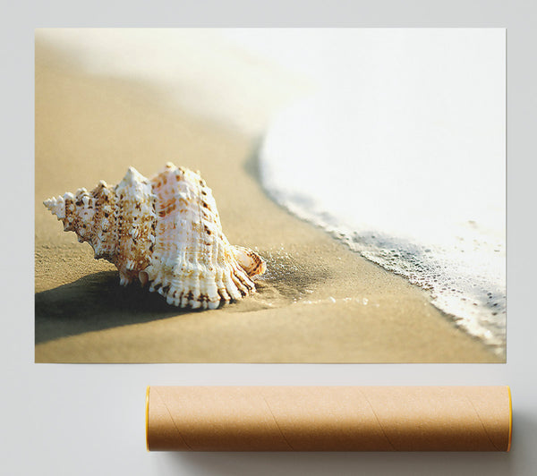 Whelk Shell On The Beach 2