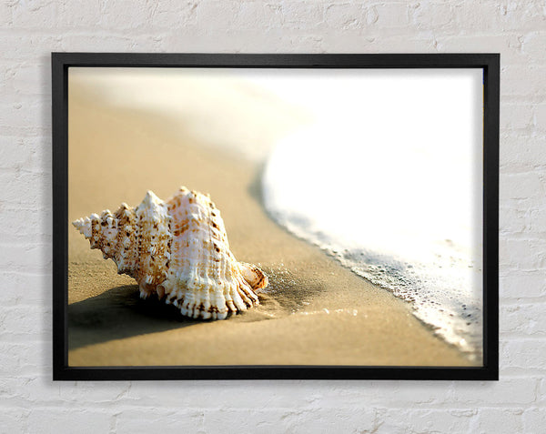 Whelk Shell On The Beach 2