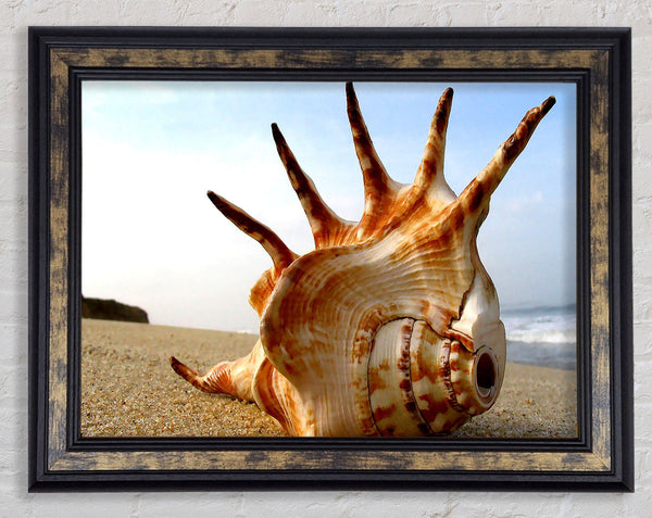 Whelk Shell On The Beach