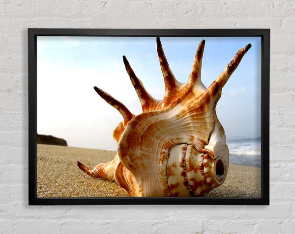 Whelk Shell On The Beach