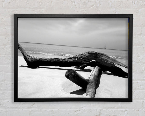 Ocean Drift Wood On The Shore B n W