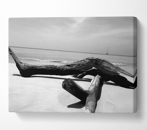 Ocean Drift Wood On The Shore B n W