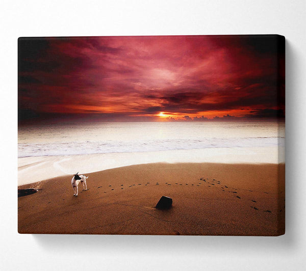 Dog On The Sunset Beach