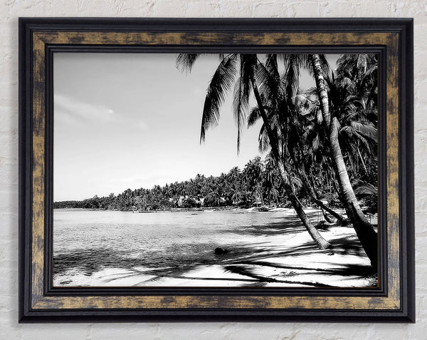 Beach Palms B n W