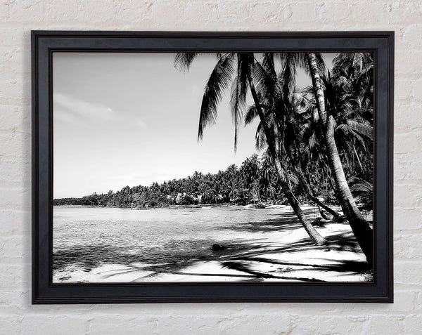 Beach Palms B n W