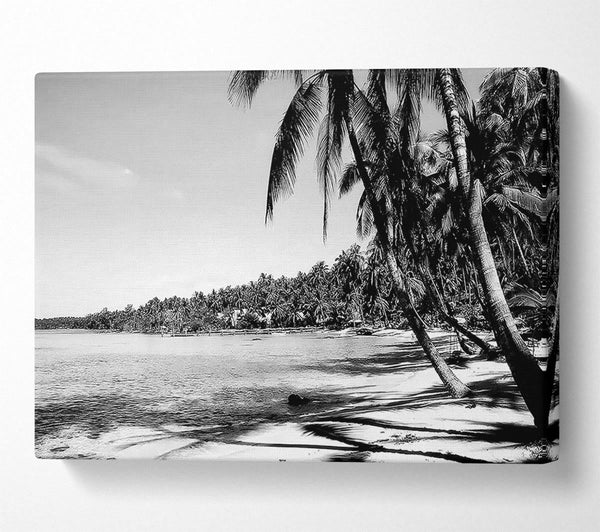 Beach Palms B n W