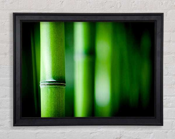 Green Bamboo Close-Up