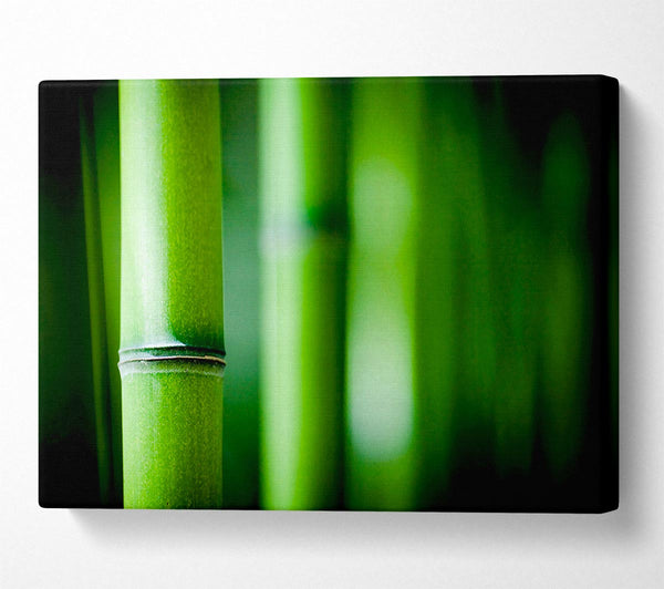 Green Bamboo Close-Up