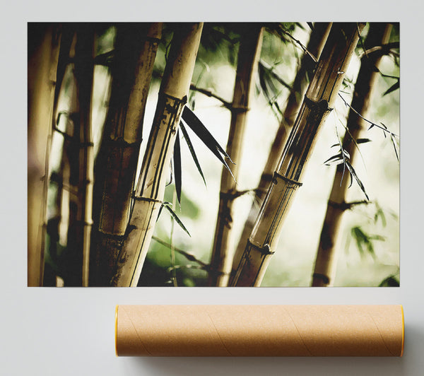 Stunning Bamboo