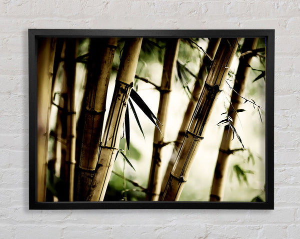 Stunning Bamboo