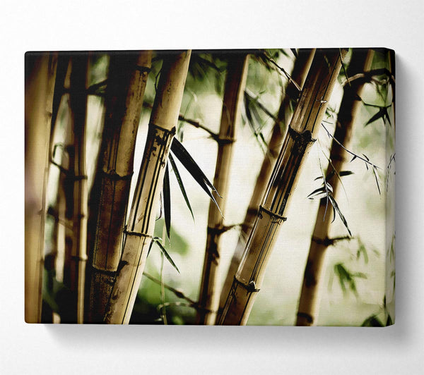 Stunning Bamboo