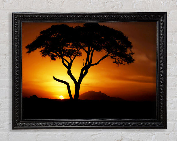 African Tree In Golden Sunlight