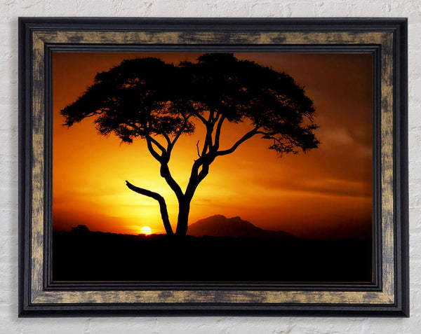 African Tree In Golden Sunlight