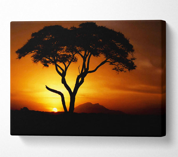 African Tree In Golden Sunlight