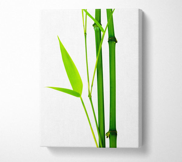 Bamboo Cane