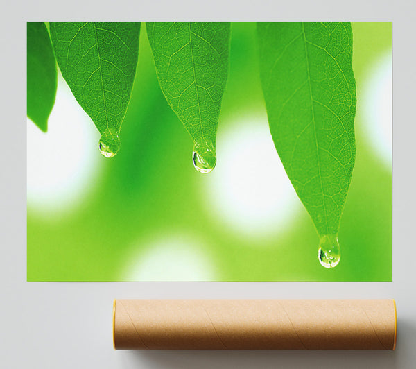 Tree Leaves With Dew