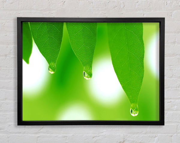 Tree Leaves With Dew