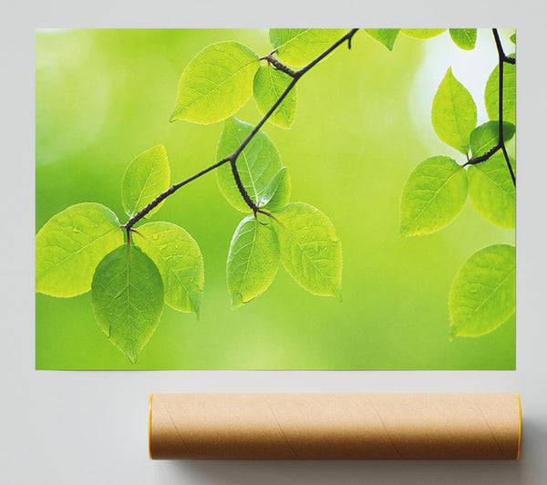 Branch With Green Leaves In The Sun