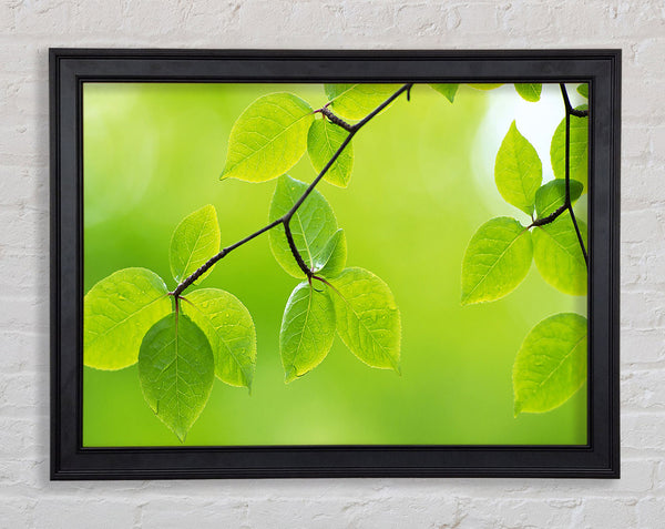 Branch With Green Leaves In The Sun