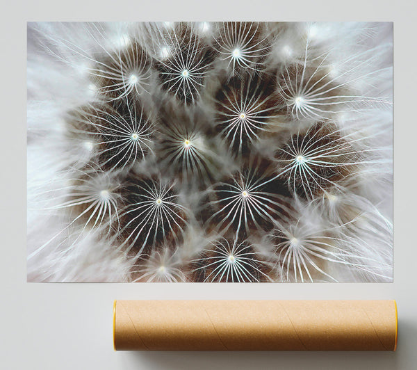 Macro Dandelion