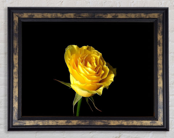 Yellow Rose On Black Background