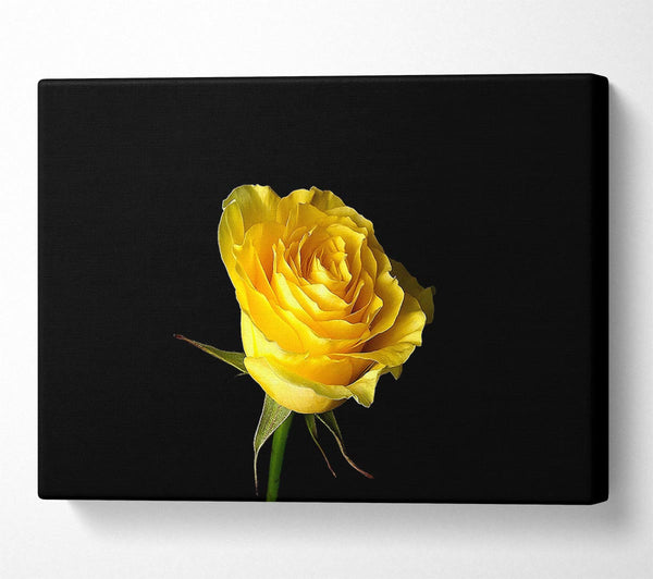 Yellow Rose On Black Background