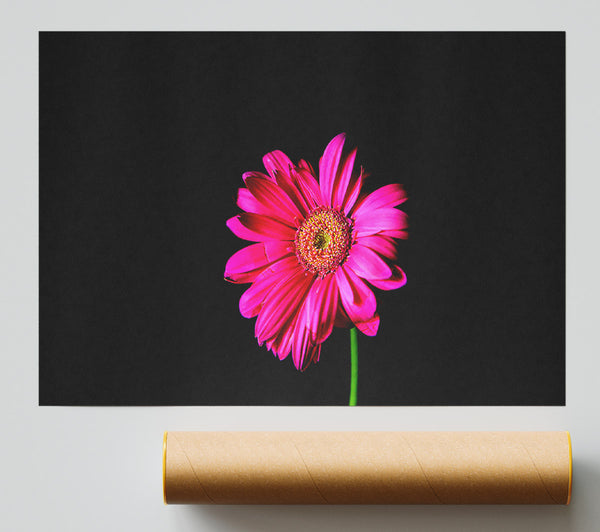 Hot Pink Gerber Daisy