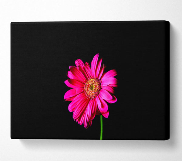 Hot Pink Gerber Daisy