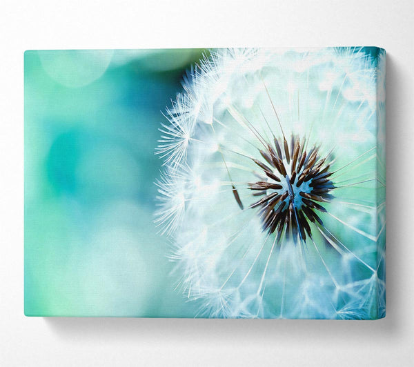 Dandelion Flower Wish