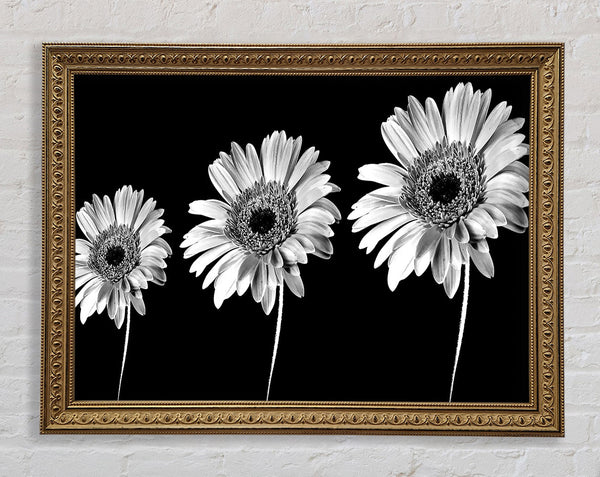 Gerbera Daisies Black And White