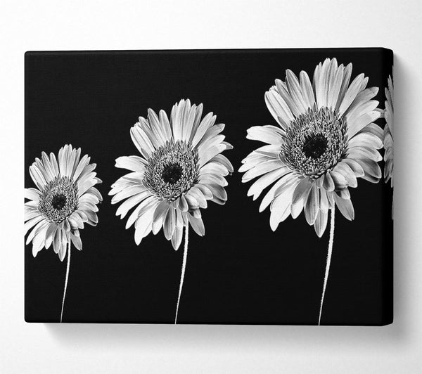 Gerbera Daisies Black And White