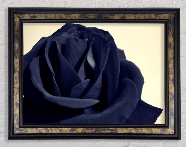 Black Blue Rose