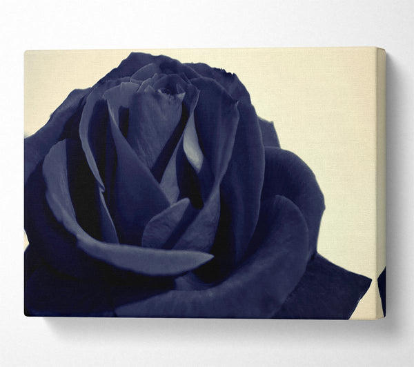 Black Blue Rose