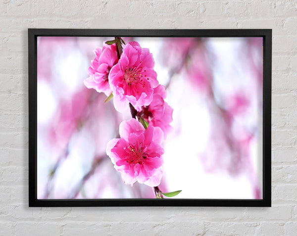 Plum Blossoms Blooming