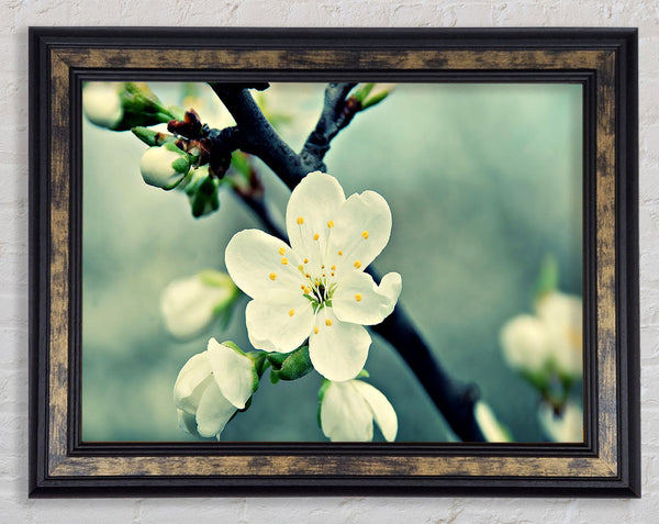 Beautiful Apple Blossom