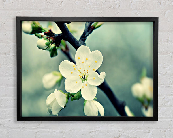 Beautiful Apple Blossom