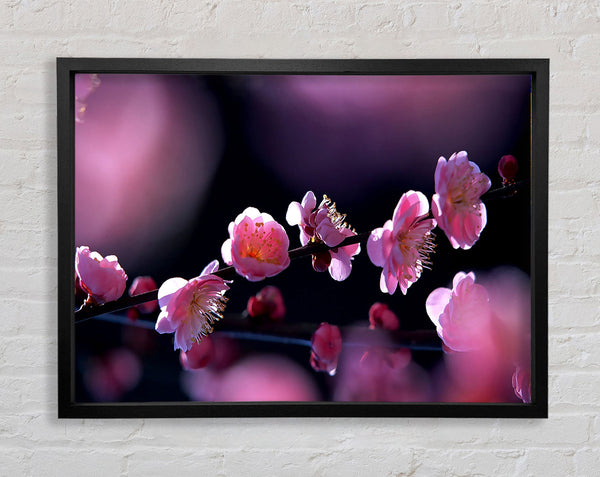 Pink Blossom Flowers