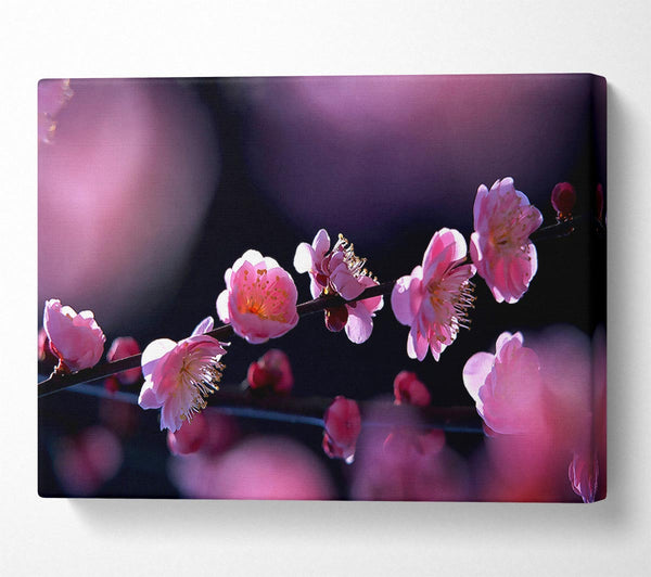 Pink Blossom Flowers