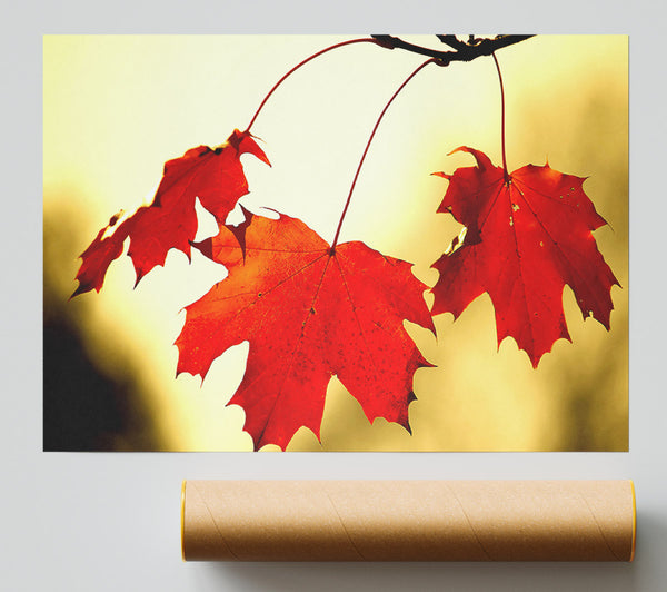 Red Oak Leaves Close Up