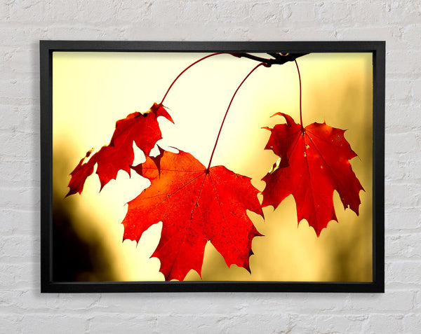 Red Oak Leaves Close Up