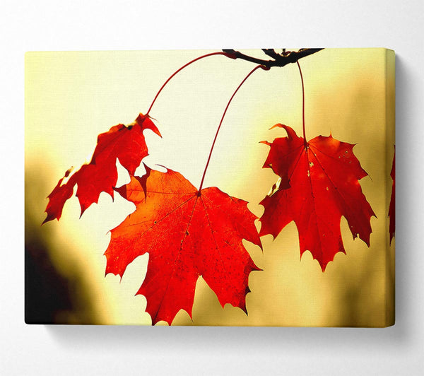 Red Oak Leaves Close Up