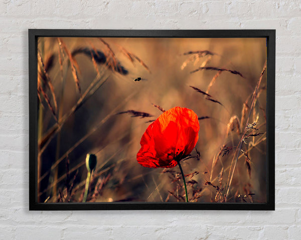 Red Poppy Field In Golden Light