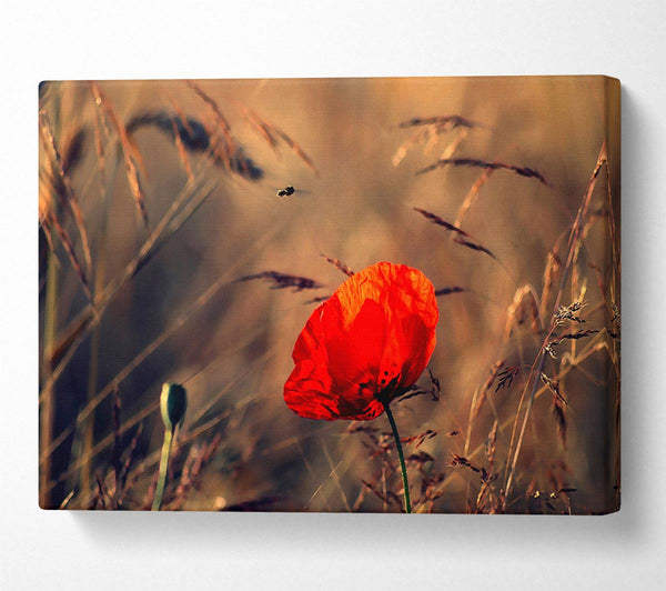 Red Poppy Field In Golden Light