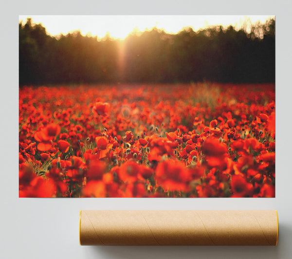 Poppies Meadow