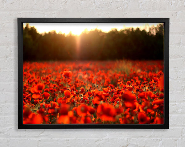 Poppies Meadow